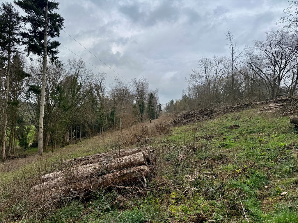 Lot: 40 - APPROXIMATELY 26 ACRES OF LAND - View of north section of land